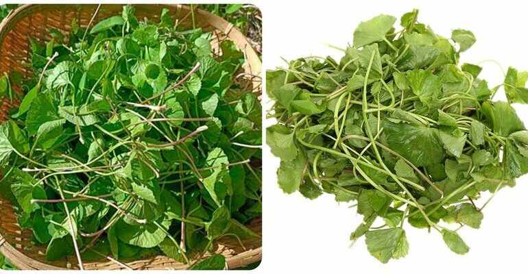 rau má có tác dụng gì